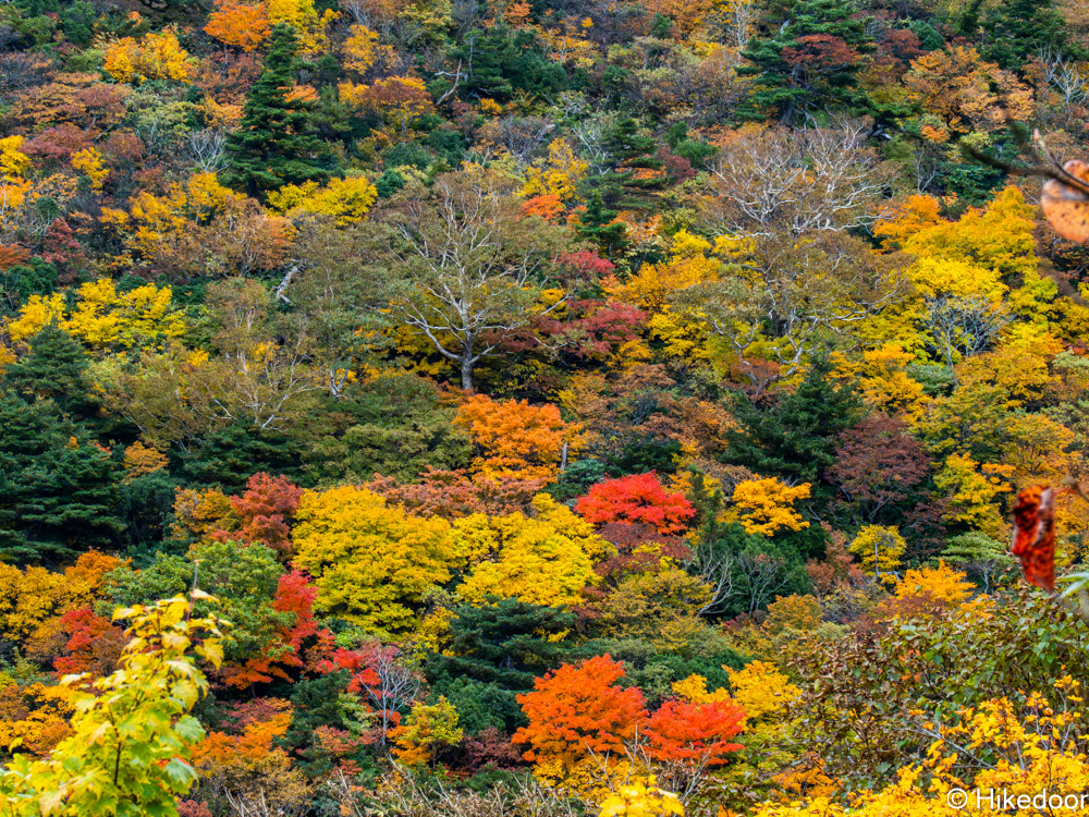 栗駒山紅葉