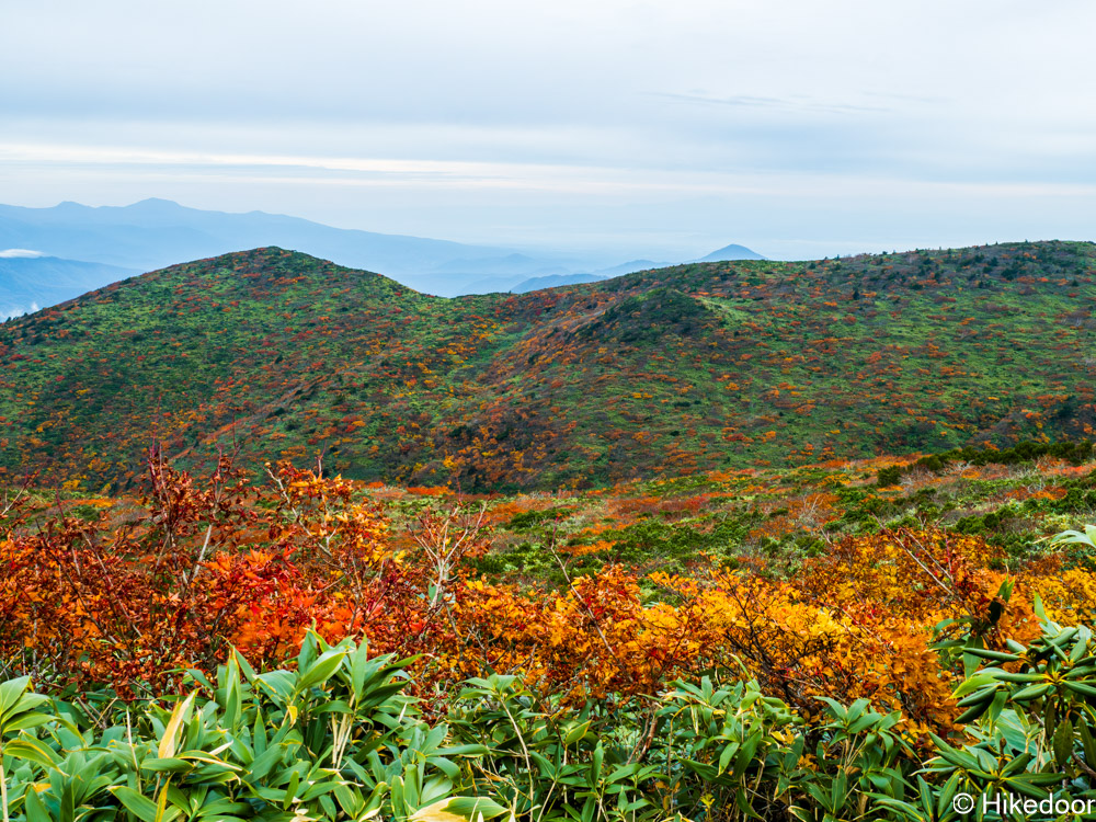 栗駒山紅葉