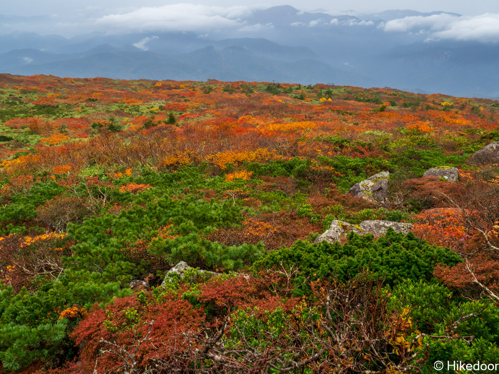 栗駒山紅葉