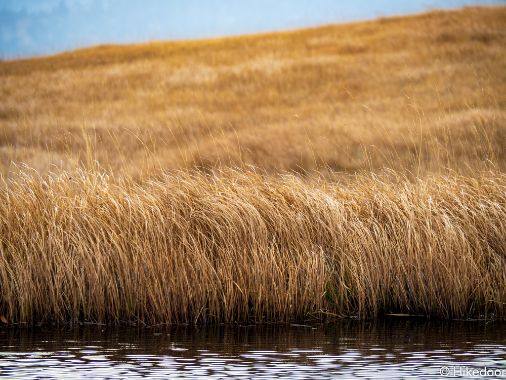燧ケ岳の草紅葉