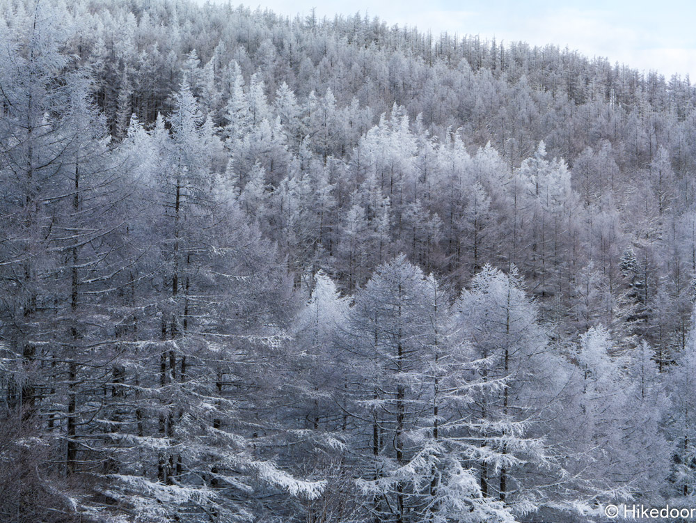 入笠湿原周辺の樹氷