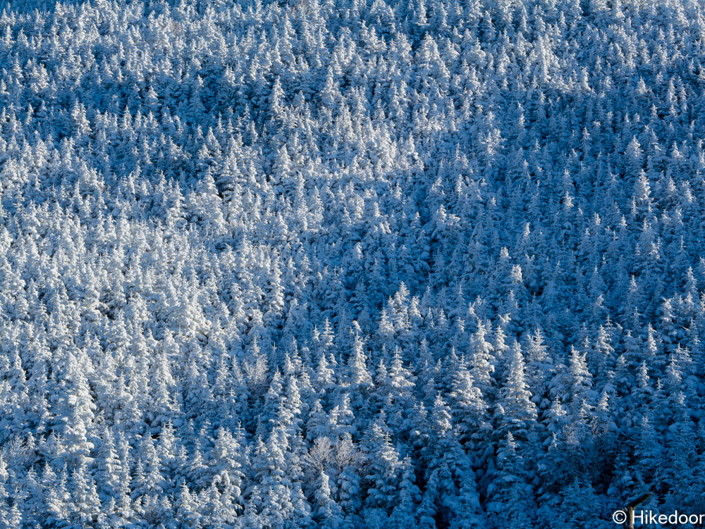 車坂付近からの樹林帯