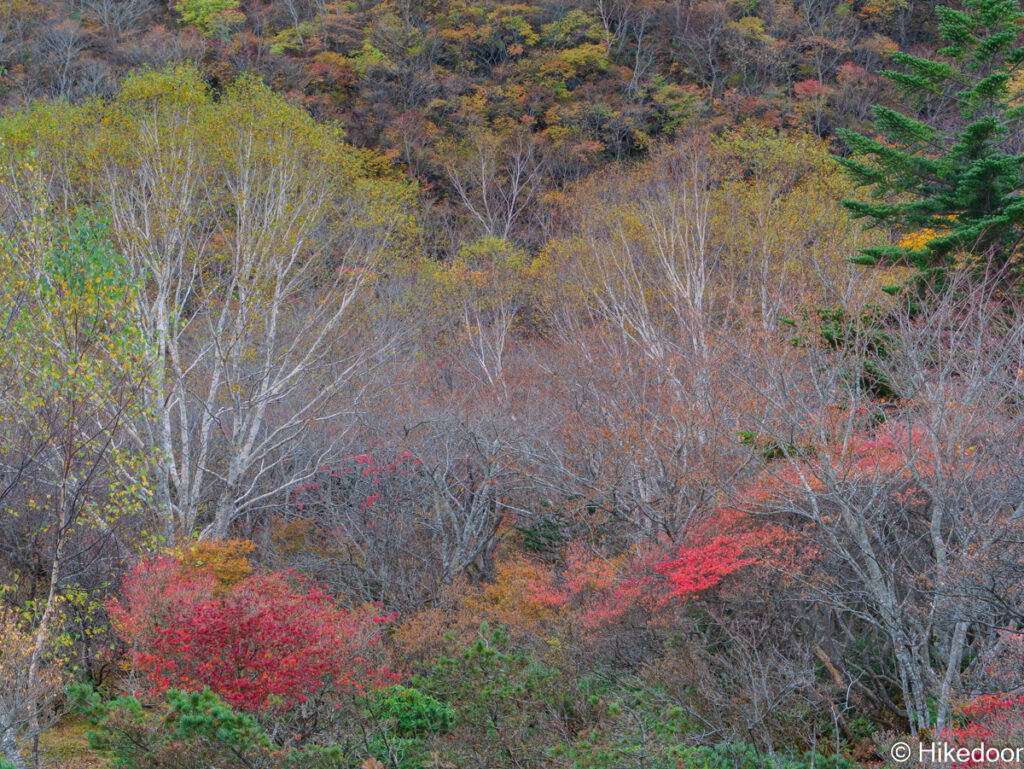 姥ヶ平周辺の紅葉
