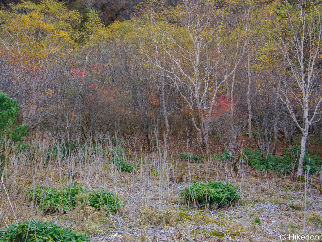 姥ヶ平周辺の紅葉