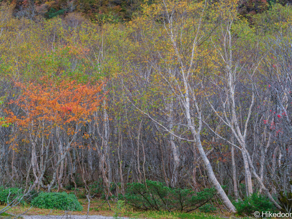 姥ヶ平周辺の紅葉