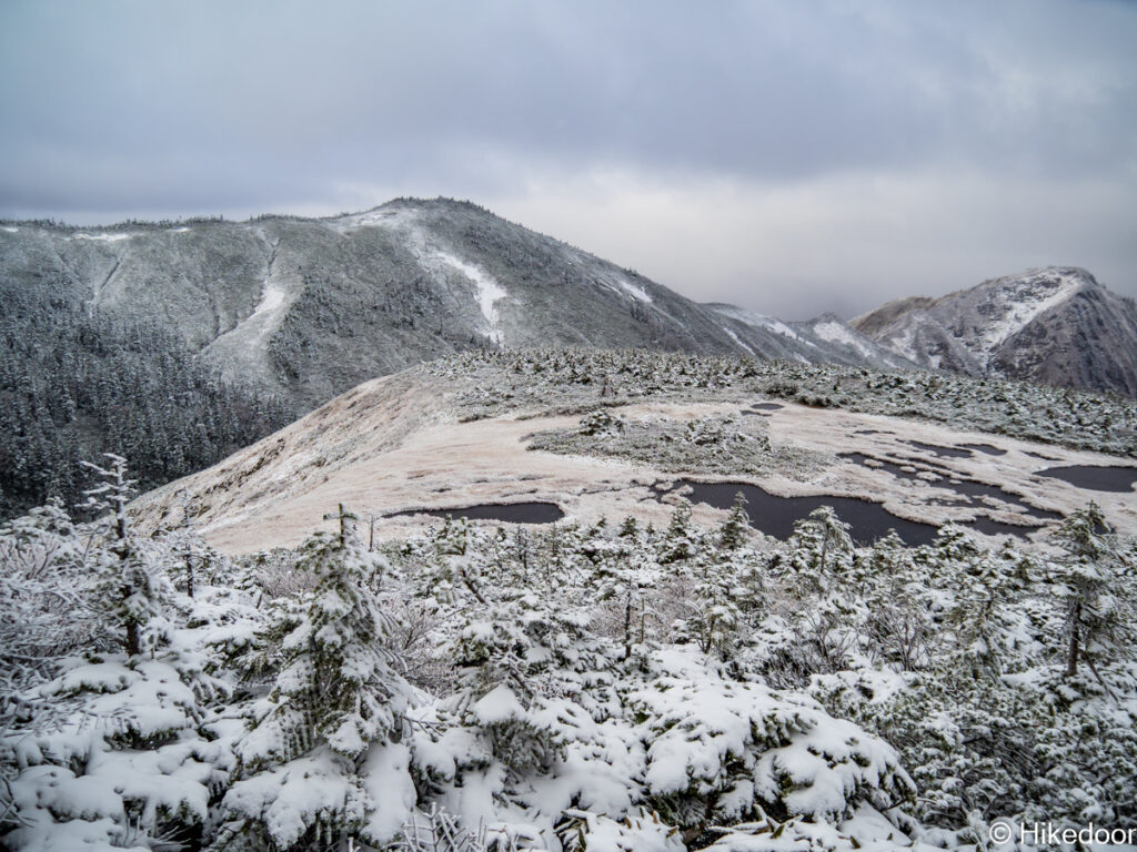 頂上に広がる高層湿原