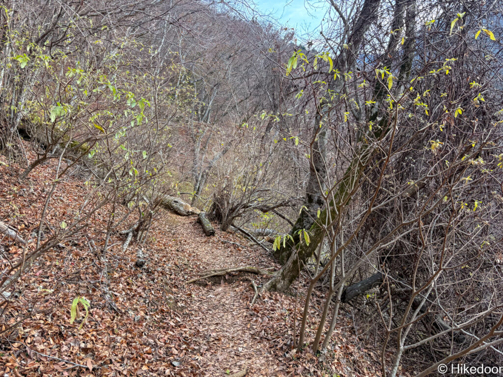 ミツマタ群生エリア